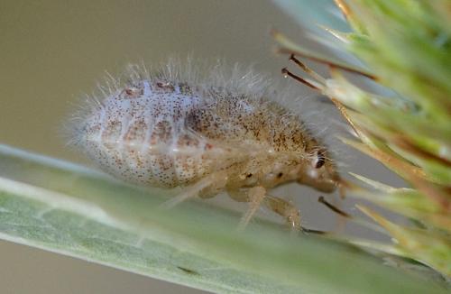 Staria lunata